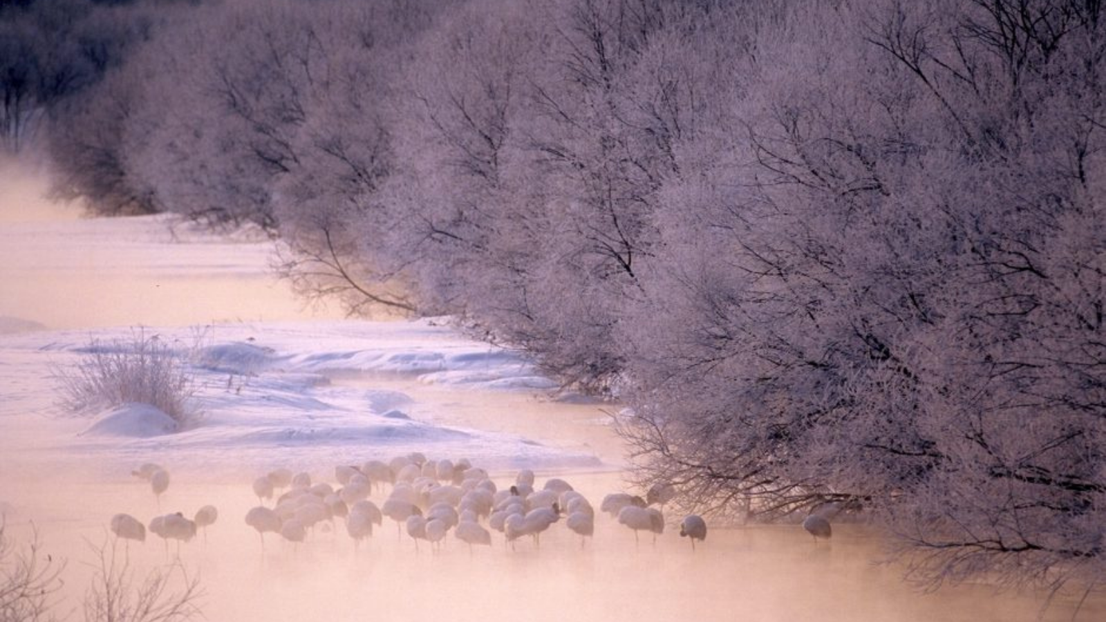 Beautiful nature and Red-crowned Cranes