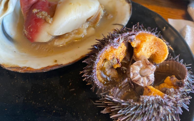 Guide activity visual - sea urchin